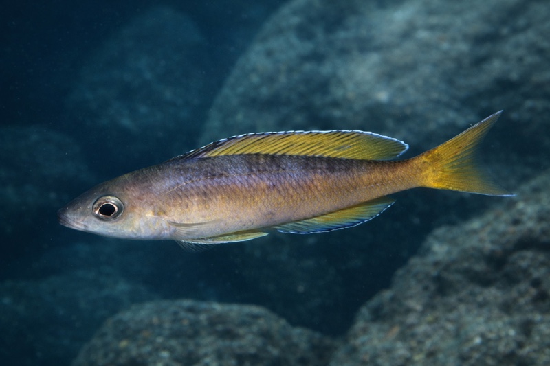 Cyprichromis sp. 'leptosoma jumbo' Tembwe (Deux)